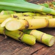 FSS Sugarcane Extract